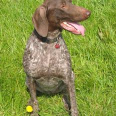 Korthåret hønsehund Donna