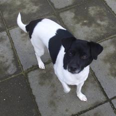 Blanding af racer plet 