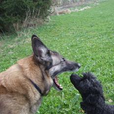 Blanding af racer Molly R.I.P<3