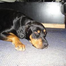 Blanding af racer Pepsi