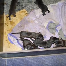 Blanding af racer Pepsi