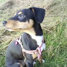 Blanding af racer Zika