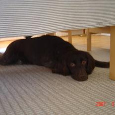 Kleiner münsterländer Freya