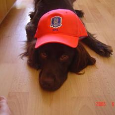 Kleiner münsterländer Freya