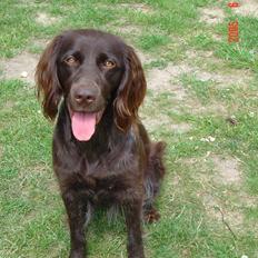 Kleiner münsterländer Freya