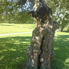 Blanding af racer Sascha