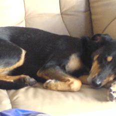 Blanding af racer Sascha