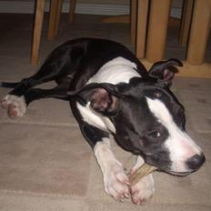 Amerikansk staffordshire terrier Teaka ** R I P **