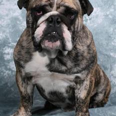Engelsk bulldog DRACON