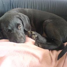 Blanding af racer Charlie*savner dig)':*