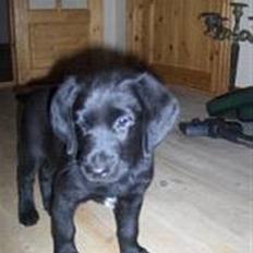 Blanding af racer Charlie*savner dig)':*