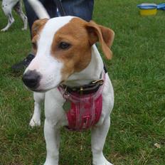Jack russell terrier Maggie <3 R.I.P skat..