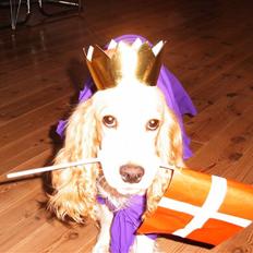 Cocker spaniel Sofus