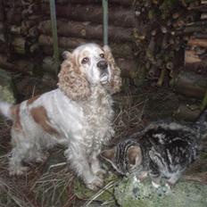 Cocker spaniel Sofus
