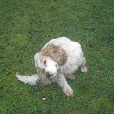 Cocker spaniel Sofus
