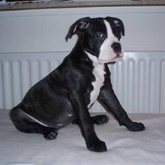 Olde victorian bulldogge Ember AKA Bertha