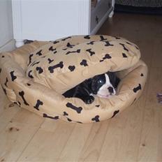 Olde victorian bulldogge Ember AKA Bertha