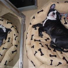 Olde victorian bulldogge Ember AKA Bertha