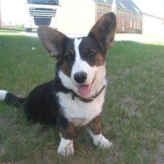 Welsh corgi cardigan Emma