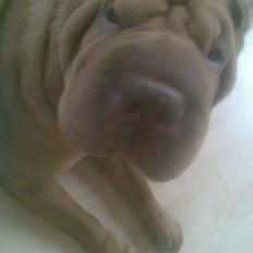 Shar pei Lajka 