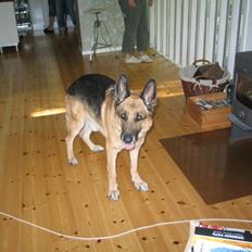 Schæferhund Jazz