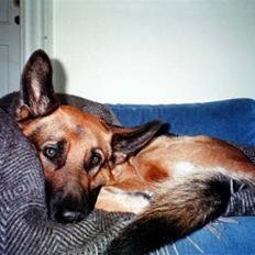 Schæferhund Jazz