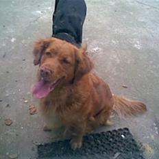 Nova scotia duck tolling retriever Tasia 