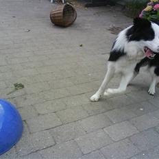 Border collie sack bortgivet savner dig