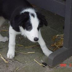 Border collie sack bortgivet savner dig