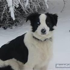 Border collie chigo