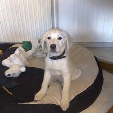 Blanding af racer Zimba