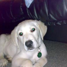 Blanding af racer Zimba