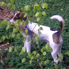 Blanding af racer skipper