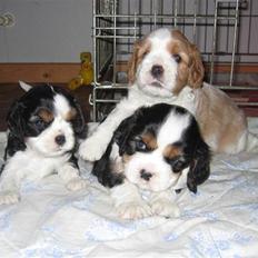 Cavalier king charles spaniel Mimi