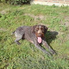 Ruhåret hønsehund zitta