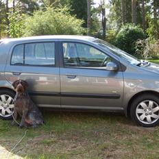 Ruhåret hønsehund zitta