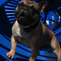 Fransk bulldog - DEGA -