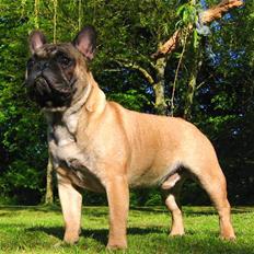 Fransk bulldog - DEGA -