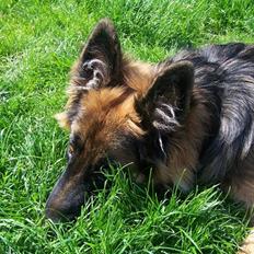 Schæferhund Bastian R.I.P