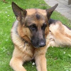Schæferhund Chivas, RIP
