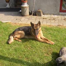 Schæferhund Chivas, RIP