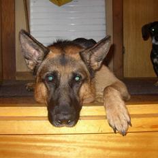 Schæferhund Chivas, RIP