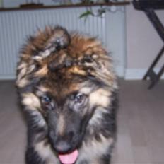 Schæferhund Bastian R.I.P