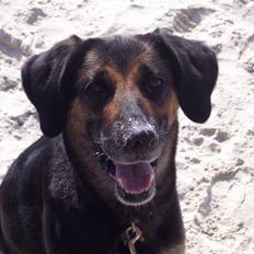 Blanding af racer Bella