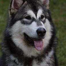 Alaskan malamute Sitka