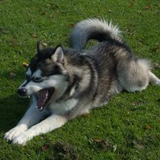 Alaskan malamute Sitka