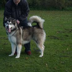 Alaskan malamute Sitka