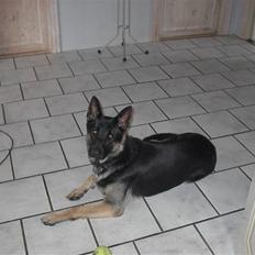 Schæferhund Rosso(schaeferdals Eros)