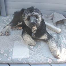 Tibetansk terrier LOUIE