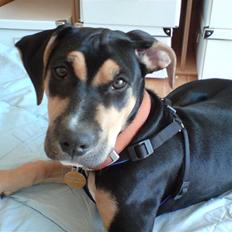 Amerikansk staffordshire terrier Cæsar